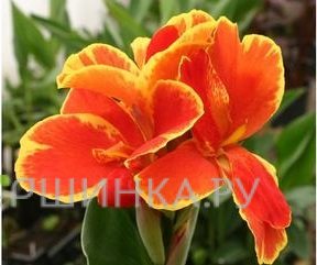 Канна Реземонд Койлз