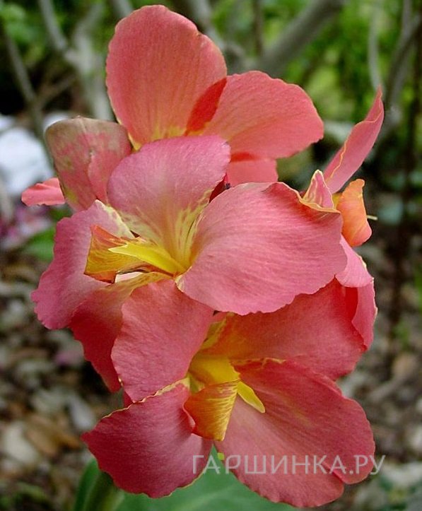 Канна Сэлмон Пинк