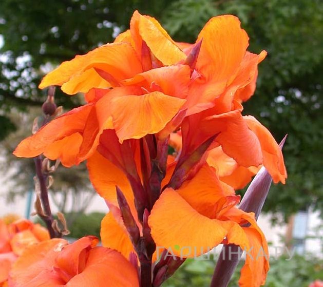 Канна Вайоминг