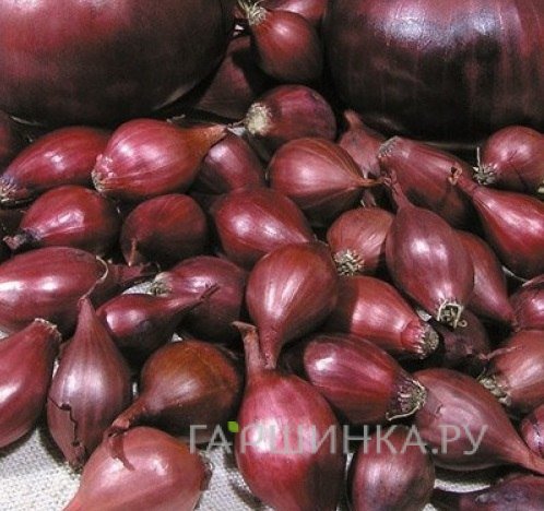 Лук-севок Кармен (красный) 0,5 кг