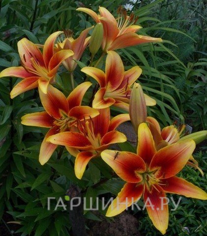 Лилия Кавери OА