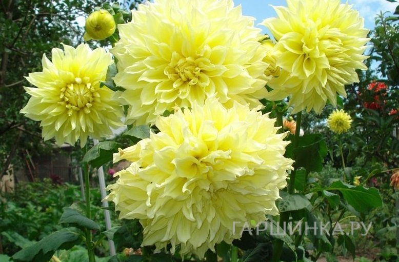 Георгина Кельвин Флудлайт (МАКСИ) декоративная