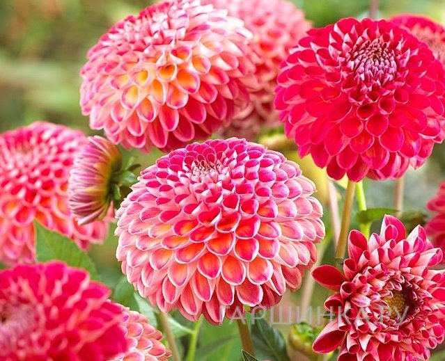 Георгина Кенора Файербол шаровидная