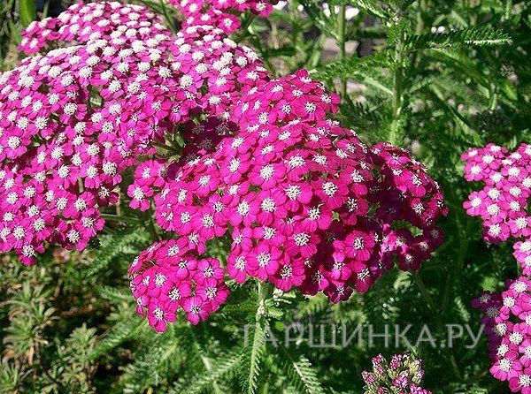 Тысячелистник Саммервайн