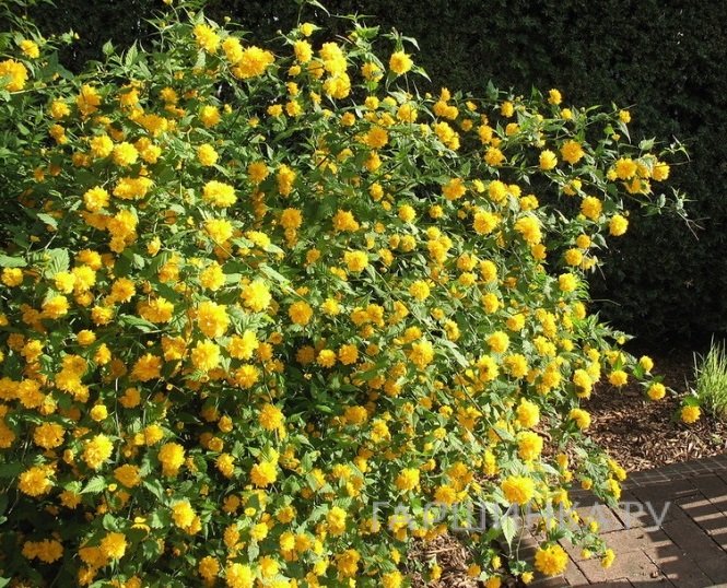 Керрия японская Пленифлора