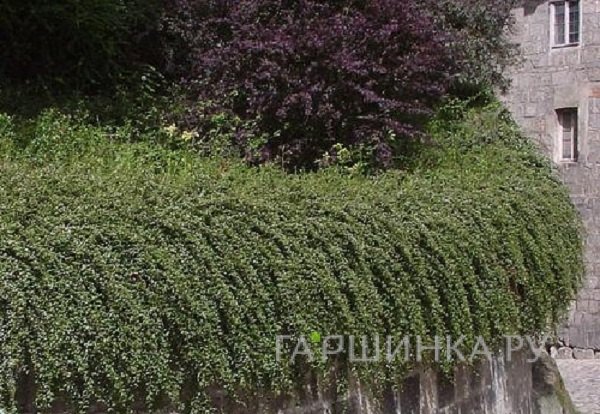 Кизильник Даммера Скогхолм