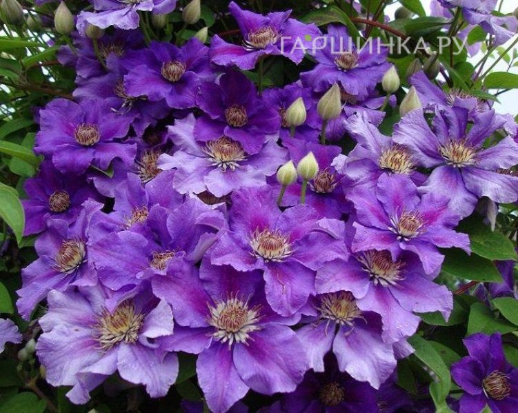 Клематис Ашва крупноцветковый (3)