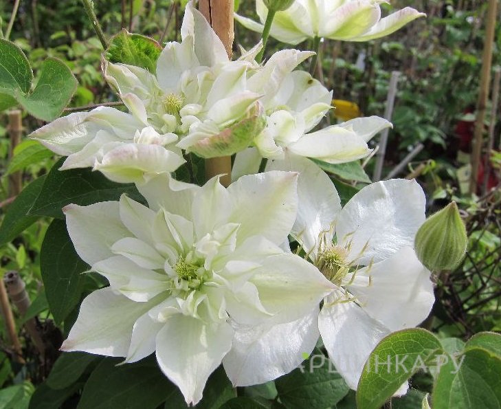 Клематис Беби Стар махровый (2)