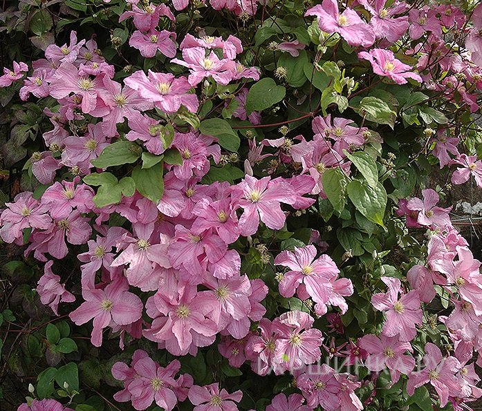 Клематис Комтесс де Бушо (Графиня Бушо) крупноцветковый (3)