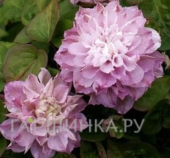 Клематис Дэнсинг Смайл Зодасми крупноцветковый (2)