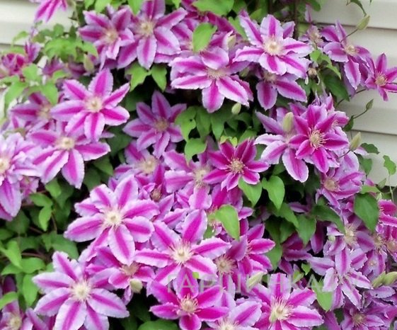 Клематис Доктор Руппель крупноцветковый (2)