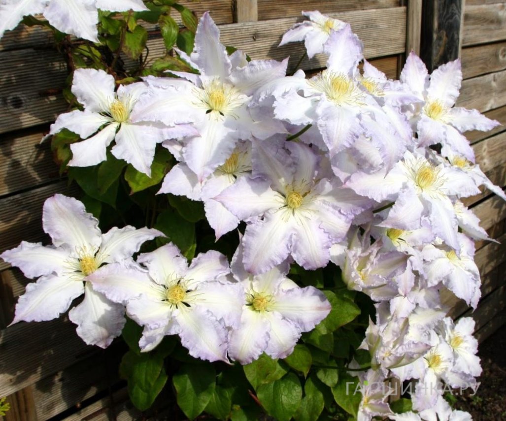 Клематис Глэдис Пикард крупноцветковый (2)