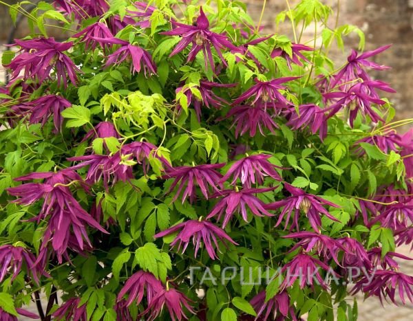 Клематис (Княжик) Октопус (Осьминог) махровый (1)