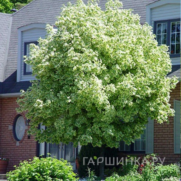 Клен Друммонди на штамбе 120см