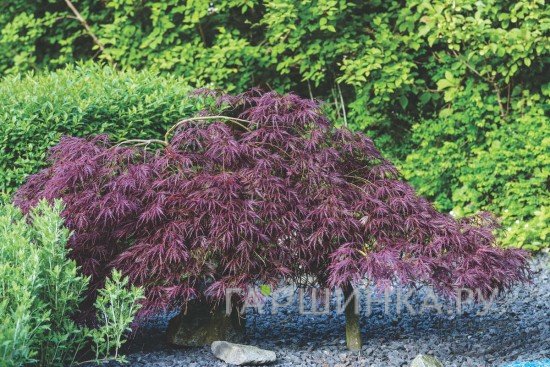 Клен Диссектум веерный