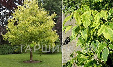 Клен ясенелистный Американский