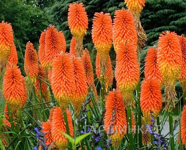 Книфоффия Фест Санрайз