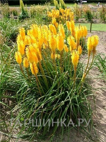 Книфофия Санингдэйл Елоу