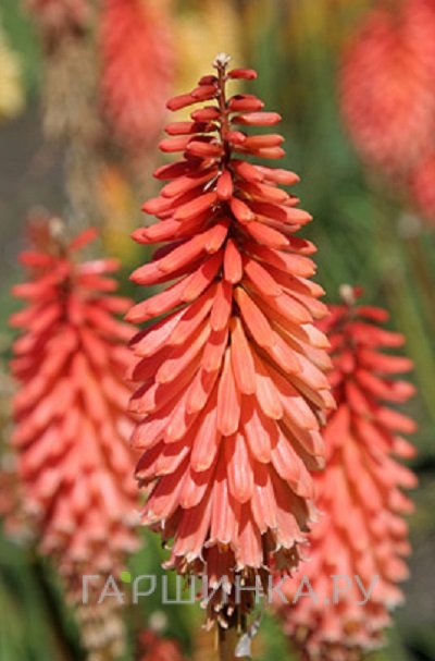 Книфофия Тимоси