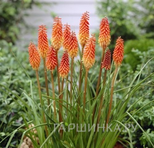 Книфофия Альказар