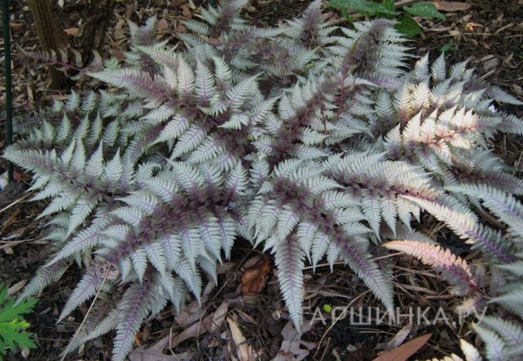 Кочедыжник (папоротник) ниппонский Ред Бьюти