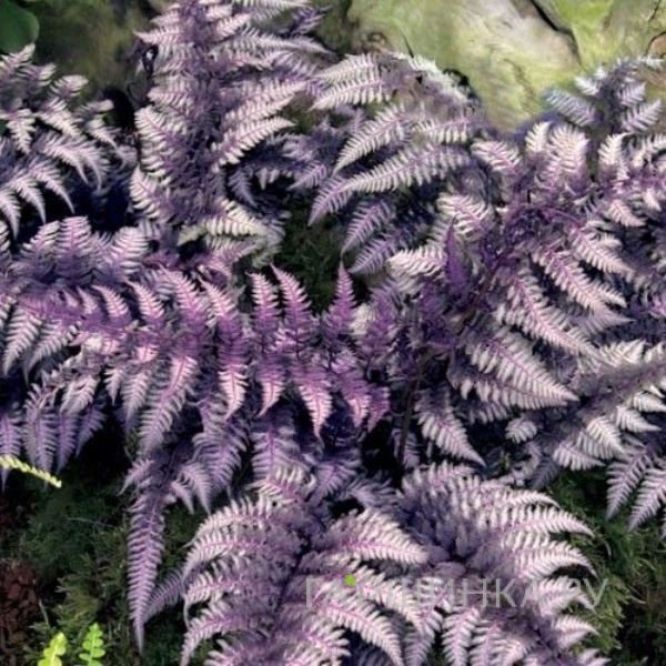 Кочедыжник (Папоротник) ниппонский Урсула Ред