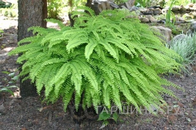 Кочедыжник женский Адиантум Стоповидный