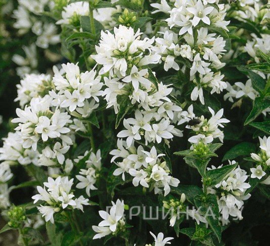 Колокольчик скученный Альба