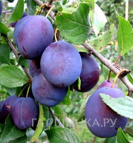 Слива Кооперативная