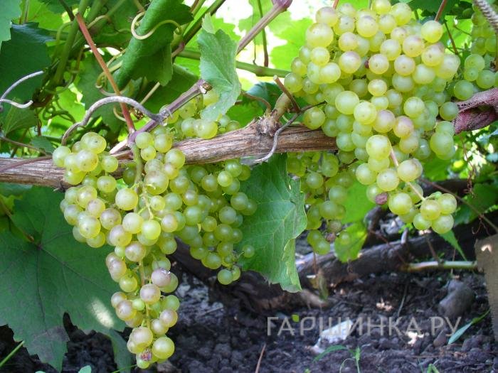 Виноград плодовый Коринка русская