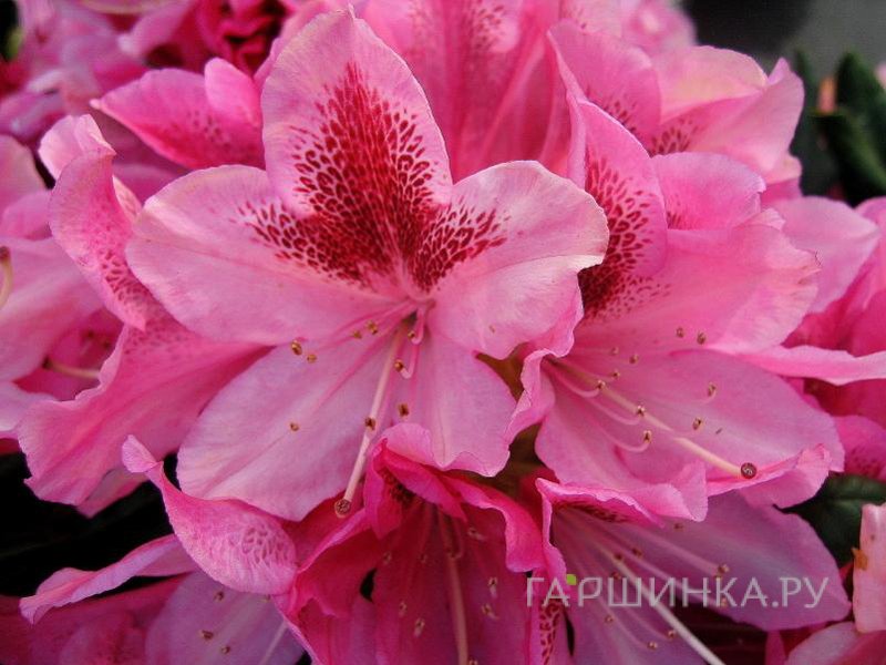 Рододендрон гибридный Космополитен