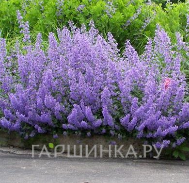 Котовник Фассена