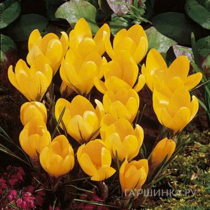 Крокус Голден Йеллоу 10 шт