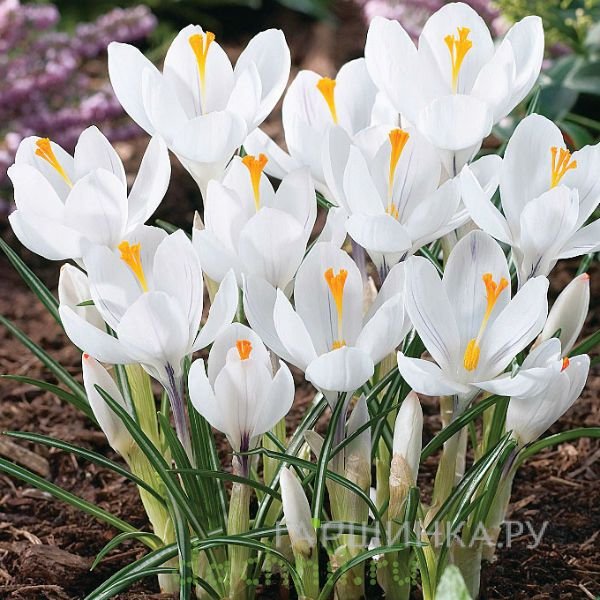 Крокус Жанна д'Арк 10 шт