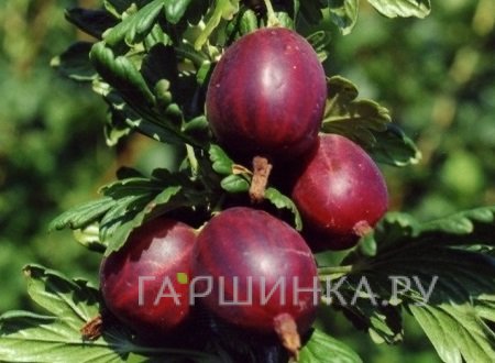 Крыжовник Гаркате