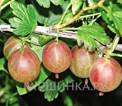 Крыжовник Нежный