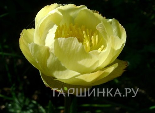 Купальница Алебастр