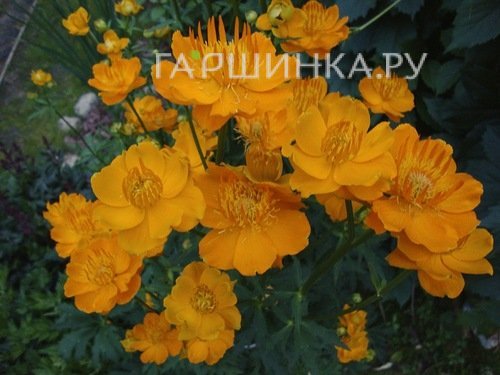 Купальница Голден Квин