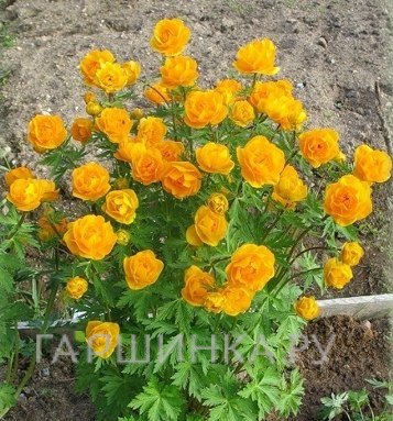 Купальница Оранж Принцесс