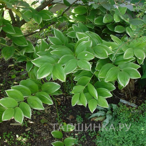 Купена серповидная Вариегатум