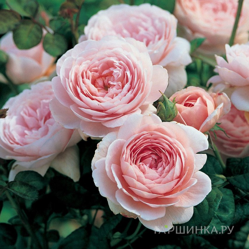 Роза Квин оф Шведен/Кристина, Д.Остин кустарниковая (лиц)