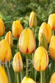 Тюльпан Ла Куртин простой поздний 5шт