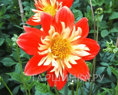 Георгина Ла Джоконда воротничковая