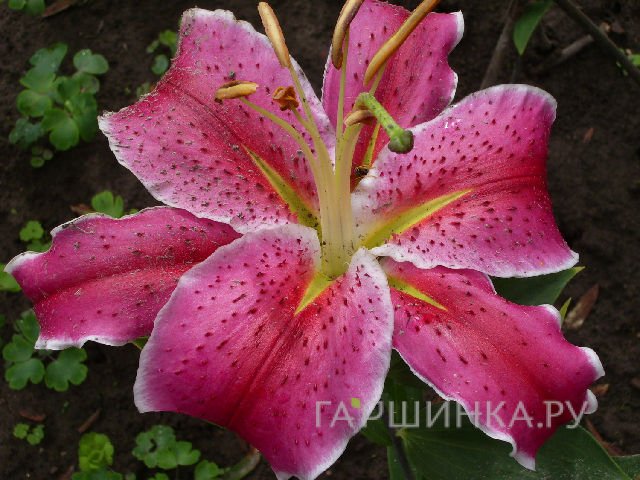 Лилия Ла Манча восточная/2шт