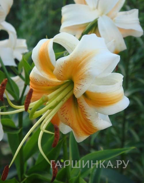 Лилия Леди Элис тигровая