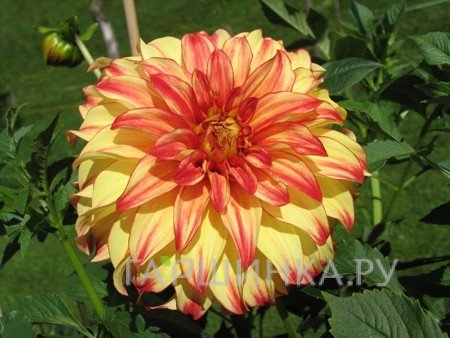 Георгина Леди Дарлин декоративная