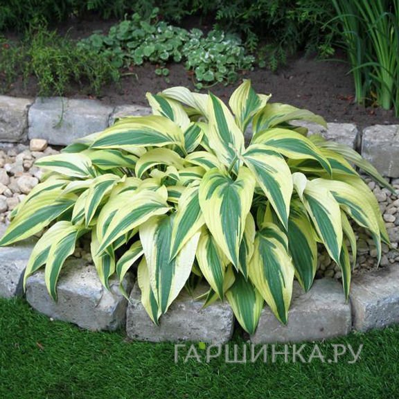 Хоста Лейксайд Драгонфлай (M)