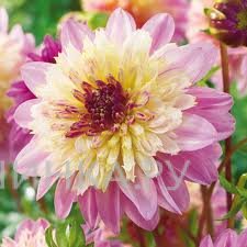 Георгина Ламбада анемоновидная