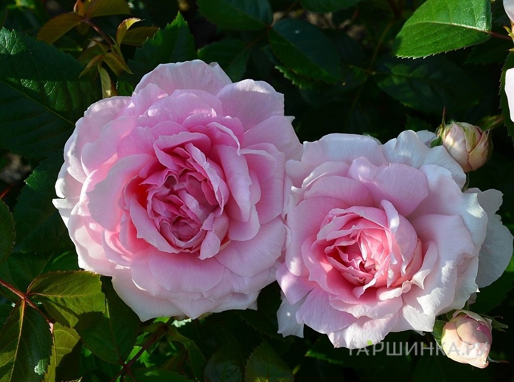 Роза Ламберт Клосс канадская парковая (лиц)