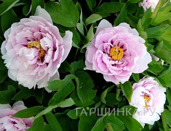 Пион Синий сапфир древовидный розово-голубой